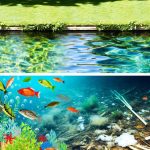 Improving Houston's Aquatic Biodiversity With Water Quality Initiatives